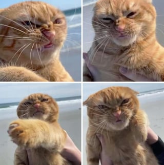 Illustration de l'article : 16 photos de chats et chiens qui affichent leurs plus belles grimaces pour illuminer notre quotidien