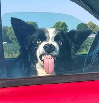Illustration de l'article : 16 photos de chats et chiens qui affichent leurs plus belles grimaces pour illuminer notre quotidien