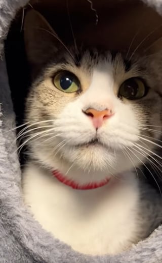 Illustration de l'article : Une féline timide, qui se cache dans son arbre à chat, ne parvient pas à attirer l’attention des adoptants (vidéo) 