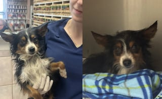Illustration de l'article : "Le propriétaire n'a même pas hésité à nous le confier" s'étonne une bénévole qui s'inquiétait pour un petit chien tremblant attaché derrière une caravane