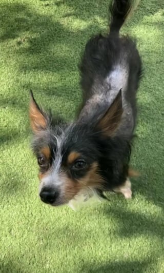 Illustration de l'article : "Le propriétaire n'a même pas hésité à nous le confier" s'étonne une bénévole qui s'inquiétait pour un petit chien tremblant attaché derrière une caravane