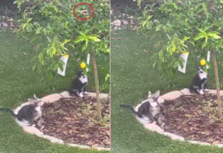 Illustration de l'article : Un arbre planté à la mémoire de son chat devient le théâtre d’une scène émouvante avec des chatons et un papillon (vidéo)