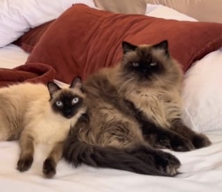 Illustration de l'article : Un arbre planté à la mémoire de son chat devient le théâtre d’une scène émouvante avec des chatons et un papillon (vidéo)