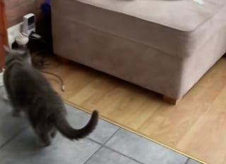 Illustration de l'article : Un couple découvre un chat inconnu en train de dévorer la gamelle de son animal de compagnie et tente d’élucider ce mystère (vidéo)