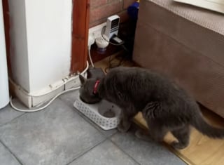 Illustration de l'article : Un couple découvre un chat inconnu en train de dévorer la gamelle de son animal de compagnie et tente d’élucider ce mystère (vidéo)