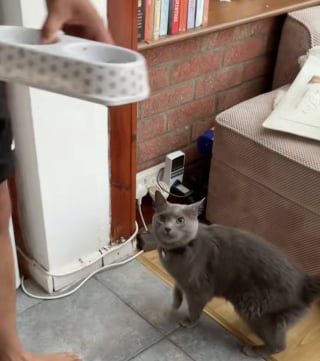 Illustration de l'article : Un couple découvre un chat inconnu en train de dévorer la gamelle de son animal de compagnie et tente d’élucider ce mystère (vidéo)