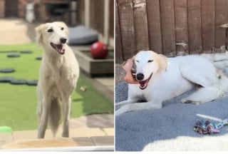 Illustration de l'article : Le destin de cette chienne attachée à un portail prend une toute autre tournure lorsqu’elle croise la route d’une femme décidée à lui offrir une nouvelle vie malgré les contraintes (vidéo)