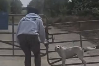 Illustration de l'article : Le destin de cette chienne attachée à un portail prend une toute autre tournure lorsqu’elle croise la route d’une femme décidée à lui offrir une nouvelle vie malgré les contraintes (vidéo)