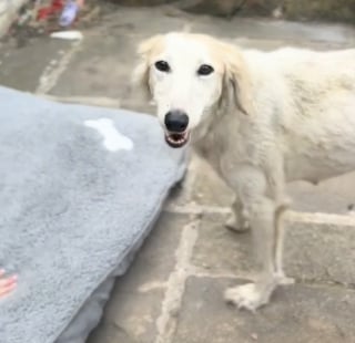 Illustration de l'article : Le destin de cette chienne attachée à un portail prend une toute autre tournure lorsqu’elle croise la route d’une femme décidée à lui offrir une nouvelle vie malgré les contraintes (vidéo)