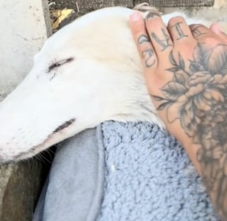 Illustration de l'article : Le destin de cette chienne attachée à un portail prend une toute autre tournure lorsqu’elle croise la route d’une femme décidée à lui offrir une nouvelle vie malgré les contraintes (vidéo)