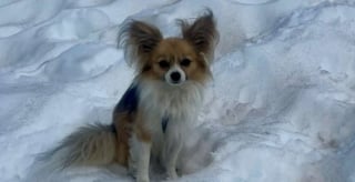 Illustration de l'article : Un homme coincé au fond d'une crevasse est repéré et secouru à temps grâce à son chien resté à ses côtés
