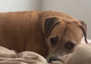 Illustration de l'article : "Tu ne seras plus jamais livré à toi-même", le passé douloureux d'un chien refait surface lorsque sa famille déménage et qu'il pense subir un nouvel abandon (vidéo)
