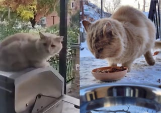 Illustration de l'article : Après des années à survivre dans la rue, ce chat reconnaissant passe son temps à câliner ses bienfaiteurs
