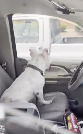 Illustration de l'article : Elle sauve un chien enfermé dans une voiture par 32 °C, mais un policier la réprimande (vidéo)