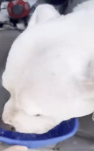 Illustration de l'article : Elle sauve un chien enfermé dans une voiture par 32 °C, mais un policier la réprimande (vidéo)