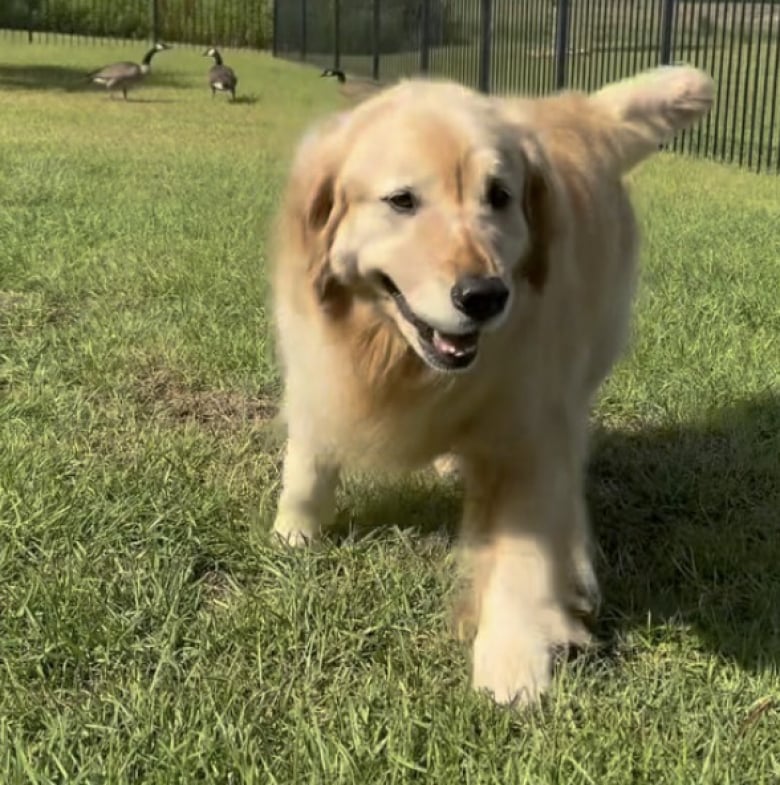 Illustration de l'article : « La meilleure vidéo de 2 minutes de ma journée ! », cette Golden Retriever devient la maman adoptive de 3 oies orphelines (vidéo)