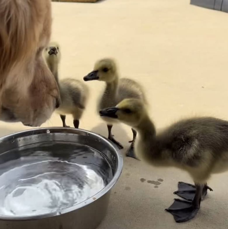 Illustration de l'article : « La meilleure vidéo de 2 minutes de ma journée ! », cette Golden Retriever devient la maman adoptive de 3 oies orphelines (vidéo)