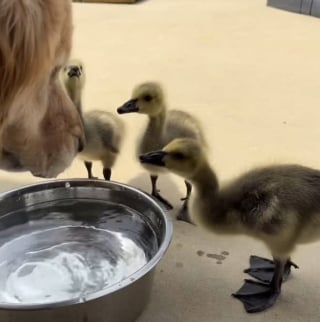 Illustration de l'article : "Je ne peux pas arrêter de regarder cette vidéo !", un Golden Retriever se transforme en nounou pour des oies orphelines (vidéo)