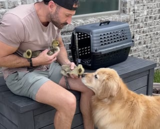 Illustration de l'article : "Je ne peux pas arrêter de regarder cette vidéo !", un Golden Retriever se transforme en nounou pour des oies orphelines (vidéo)