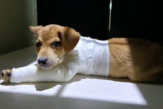 Illustration de l'article : Le miracle bouleversant de 8 chiots brûlés vifs qui ont trouvé la force de se battre et d’aimer à nouveau (vidéo)