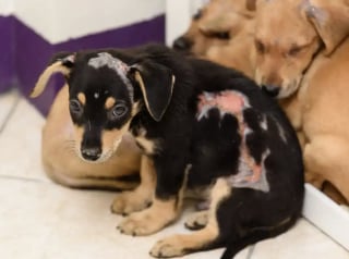 Illustration de l'article : Le miracle bouleversant de 8 chiots brûlés vifs qui ont trouvé la force de se battre et d’aimer à nouveau (vidéo)