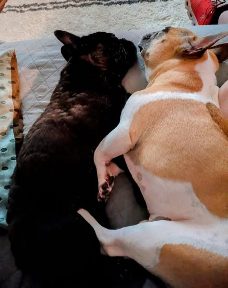 Illustration de l'article : Un refuge refuse de séparer 2 Bouledogues unis par un lien indéfectible, en dépit des contraintes implicites