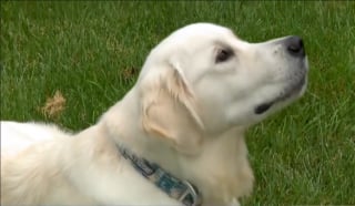 Illustration de l'article : Un chien jouant avec son maître repère un Golden Retriever coincé dans une clôture et introuvable depuis 3 jours