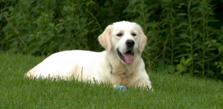 Illustration de l'article : Un chien jouant avec son maître repère un Golden Retriever coincé dans une clôture et introuvable depuis 3 jours
