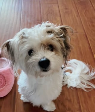 Illustration de l'article : Cet ancien chien errant ne sait pas comment se comporter dans sa nouvelle maison aimante (vidéo)