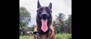Illustration de l'article : Cette héroïne canine retrouve un enfant kidnappé parmi la foule 