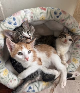 Illustration de l'article : "Je serai avec eux jusqu'au bout", une femme refuse la proposition d'euthanasie des vétérinaires et sauve 3 chatons condamnés