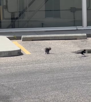 Illustration de l'article : En route pour le camping, ils s’arrêtent à une station essence et sauvent un chaton attaqué par des oiseaux (vidéo)