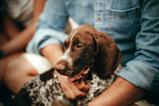 Illustration de l'article : 8 signes qui prouvent que vous n'êtes pas prêt à accueillir un chien