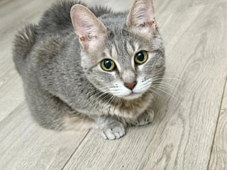 Illustration de l'article : Les mouvements étranges du ventre de cette chatte font penser à une grossesse, mais le diagnostic est tout autre (vidéo)