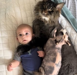 Illustration de l'article : Ce bébé peut compter sur ses 2 anges-gardiens Sphynx et Maine Coon pour veiller sur lui et le couvrir d'affection (vidéo)