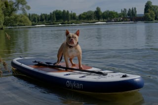 Illustration de l'article : Des milliers de chiens et de maîtres réunis pour un week-end de bonheur à Canidays avec Hill's 2025 (vidéo)