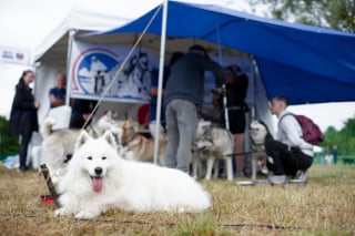 Illustration de l'article : Des milliers de chiens et de maîtres réunis pour un week-end de bonheur à Canidays avec Hill's 2025 (vidéo)