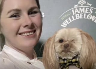 Illustration de l'article : À la suite d’une intervention massive dans un élevage, ce Shih Tzu borgne soutenu par sa famille progresse de jour en jour