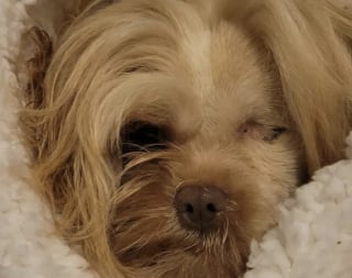 Illustration de l'article : À la suite d’une intervention massive dans un élevage, ce Shih Tzu borgne soutenu par sa famille progresse de jour en jour