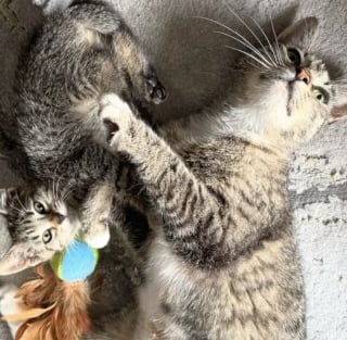 Illustration de l'article : Des bénévoles pensent venir sauver un chaton, ils rencontrent une maman courageuse venue sauver son petit