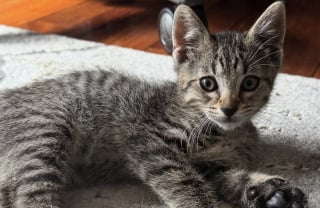 Illustration de l'article : Des bénévoles pensent venir sauver un chaton, ils rencontrent une maman courageuse venue sauver son petit