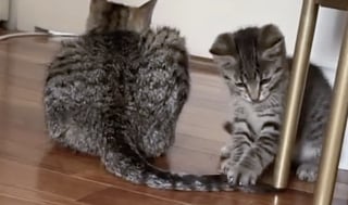 Illustration de l'article : Des bénévoles pensent venir sauver un chaton, ils rencontrent une maman courageuse venue sauver son petit