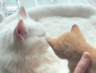 Illustration de l'article : Ce Maine Coon au grand cœur endosse avec plaisir son rôle de papa de substitution pour le petit nouveau de la famille (vidéo)