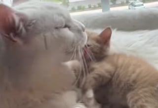 Illustration de l'article : Ce Maine Coon au grand cœur endosse avec plaisir son rôle de papa de substitution pour le petit nouveau de la famille (vidéo)