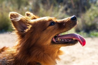Illustration de l'article : La police intervient à temps pour sauver un chien enfermé dans un casier étroit et surchauffé par sa maîtresse qui visitait un château