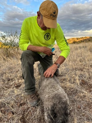 Illustration de l'article : Un petit chien reste près de son humain décédé dans un lieu isolé, son dévouement émeut les secours