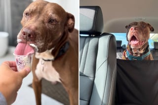 Illustration de l'article : Sauvé un jour avant son euthanasie, ce vieux chien qui a passé 588 jours au refuge obtient une chance d'être aimé