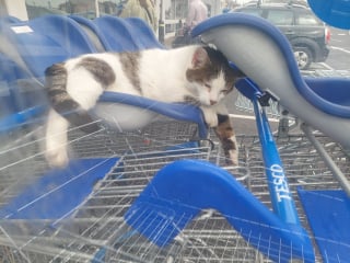 Illustration de l'article : Habitué à faire la sieste dans un supermarché local, ce chat égaye les journées des clients qui font leurs courses