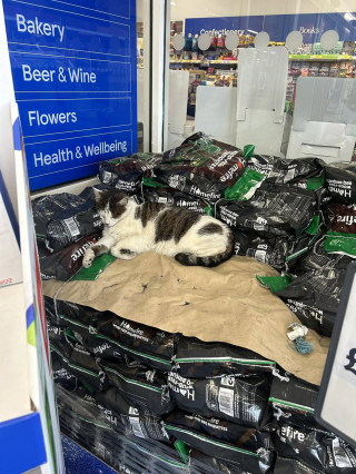 Illustration de l'article : Habitué à faire la sieste dans un supermarché local, ce chat égaye les journées des clients qui font leurs courses