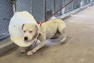 Illustration de l'article : Terrifié au refuge, ce chien allait être euthanasié jusqu’à ce qu’une vidéo change son destin